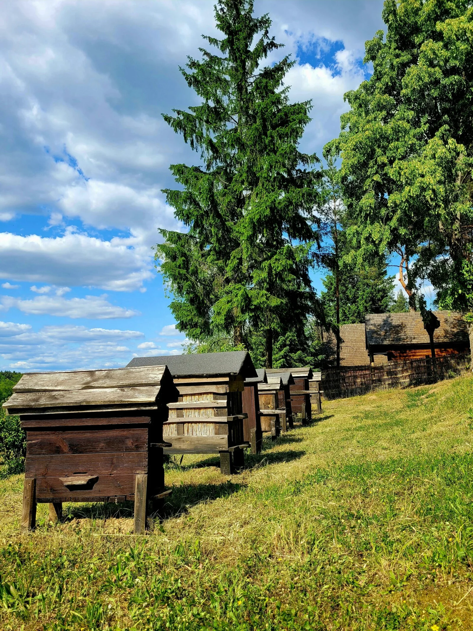 Apiary Insurance in CA
