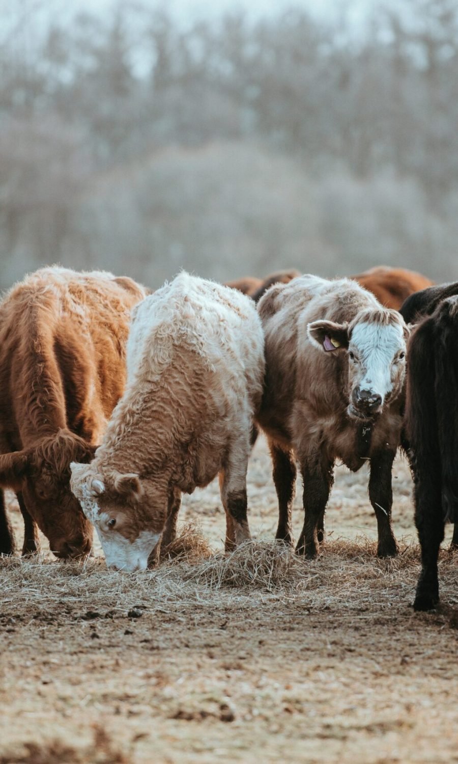 annie-spratt-_kYpI_QdyBI-unsplash