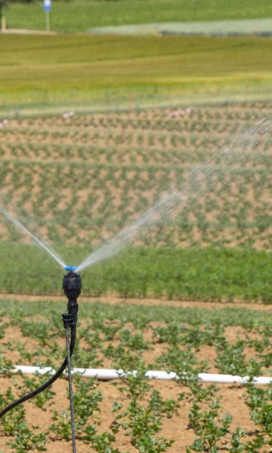 being-organic-in-eu-ZYiOik4jels-unsplash