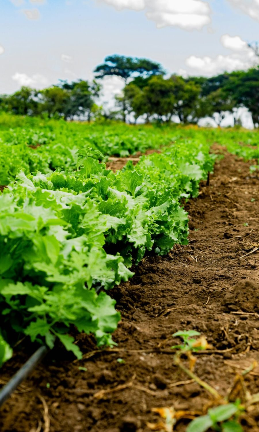 divaris-shirichena-xZqfw-VXnYE-unsplash