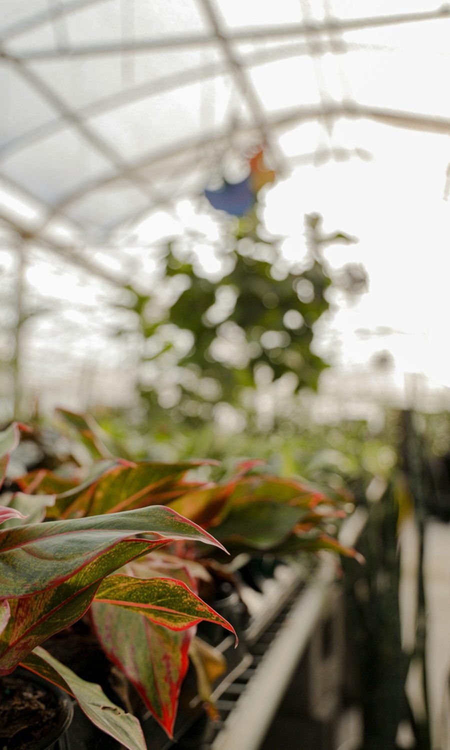 miley-guinn-1kqektdC6-Q-unsplash