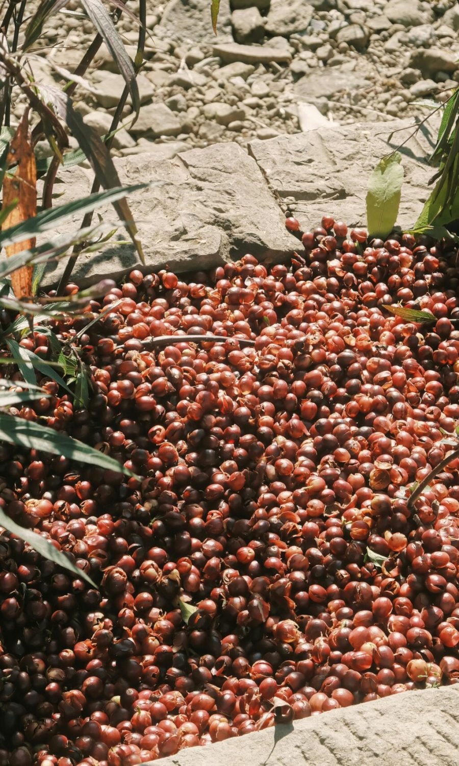 wei--mObcRG2bHE-unsplash